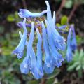 Blue Corydalis