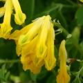 Yellow Corydalis