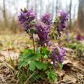 Pink Corydalis