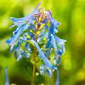 Corydalis