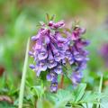 Tuberous Corydalis