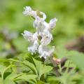 White Corydalis