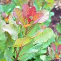 Cotinus - Smokebush