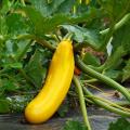 Courgettes