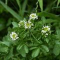 Organic Watercress