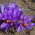 Saffron Crocus