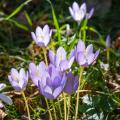 Autumn Crocuses