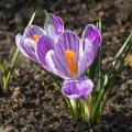 Spring Crocus