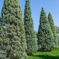 Cupressus