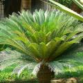 Cycas