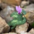 Cyclamen