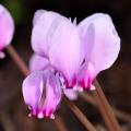 Cyclamen