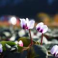 Cyclamen