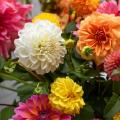 Dahlia collections