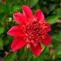 Anemone Dahlia