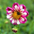 Collarette Dahlia