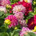 Dahlia A to Z