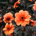 Dark foliage Dahlias