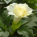 Datura seeds