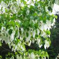 Davidia - Dove tree