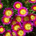 Delosperma rustiques 