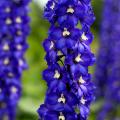 Delphinium - Larkspur