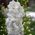 White delphiniums