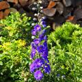 Giant Delphiniums