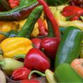 Plants de Poivrons et Piments en mini-mottes