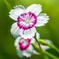 Dianthus seeds