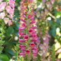 Digitalis - Foxglove