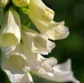 White Digitalis