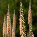 Giant Digitalis