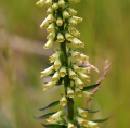 Yellow Digitalis