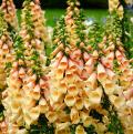 Orange or salmon Digitalis