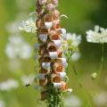 Wild Digitalis