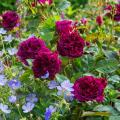 Perennials Roses