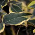 Elaeagnus ebbingei - Oleaster