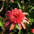 Echinacea - Coneflower