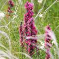 Echium - Viper's-buglosses