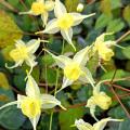 Epimedium - Barrenwort