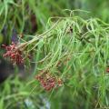 Dissected Foliage Japanese Maples