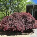 Dwarf Japanese Maple