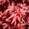 Red Japanese Maple