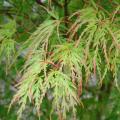 Green Japanese Maple