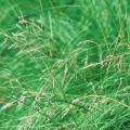 Eragrostis