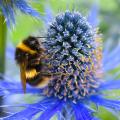 Eryngium - Eryngo