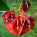 Erythrina