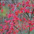 Euonymus - Spindle tree