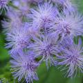 Eupatorium - Boneset